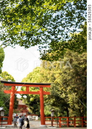 下鴨神社の新緑と南口鳥居 下鴨神社の新緑と南口鳥居 56826365