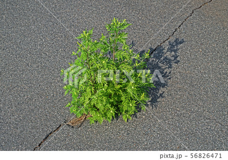Weeds growing in crack of asphalt 56826471