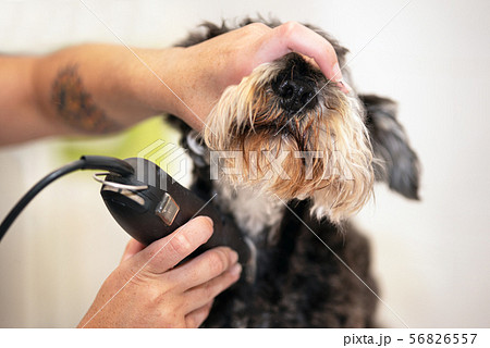 Female groomer trimming dog hair with clipper. Woman working in pet shop. Groomer trimming dog hair 56826557