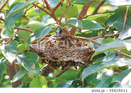 ハチの巣 ハチの巣 56826611