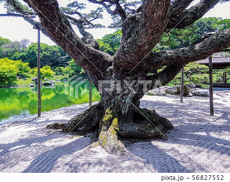 徳川家拝領の盆栽が大きく育った「根上り五葉松」 栗林公園 徳川家拝領の盆栽が大きく育った「根上り五葉松」 栗林公園 56827552