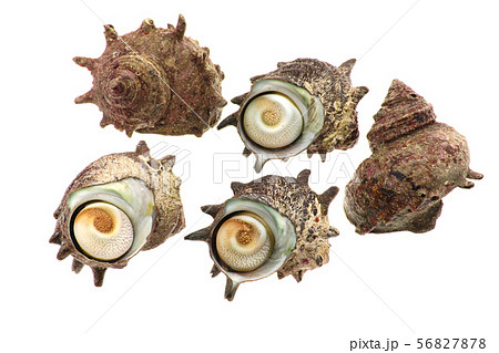 天然のサザエ 56827878