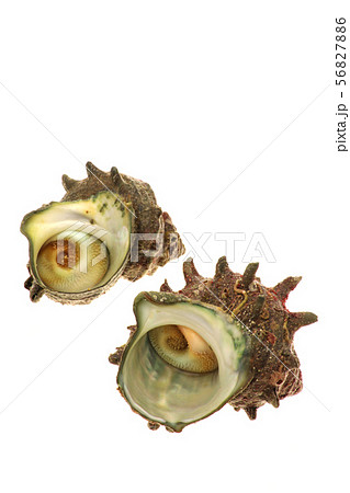 天然のサザエ 56827886