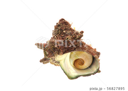 天然のサザエ 56827895