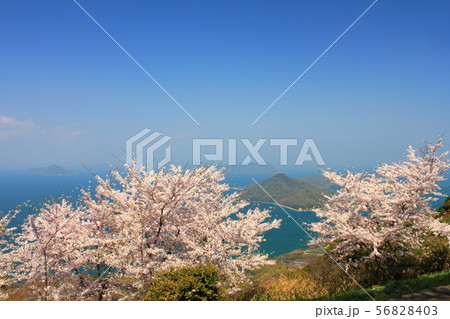 【香川県】　紫雲出山　「桜」 56828403