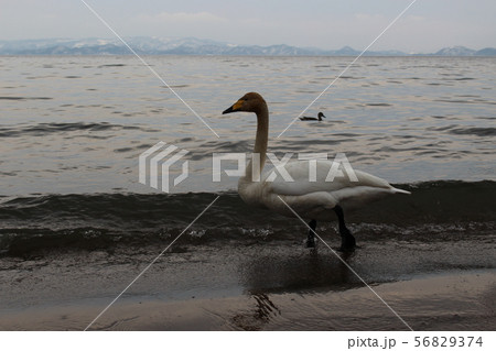 猪苗代湖の白鳥 猪苗代湖の白鳥 56829374