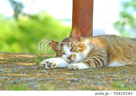 木漏れ日の中で寝る猫 木漏れ日の中で寝る猫 56829384