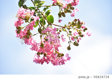 サルスベリの花 56829728