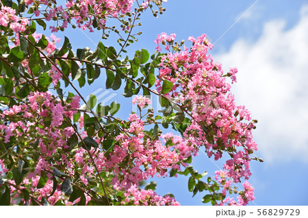 サルスベリの花 56829729