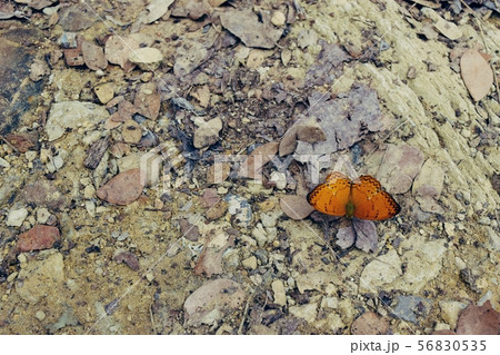 The Common Yeoman ,Orange butterfly and brown leaves on cream-colored stone ground,Texture for add text or graphic design ,Natural background The Common Yeoman ,Orange butterfly and brown leaves on cream-colored stone ground,Texture for add text or graphic design ,Natural background 56830535