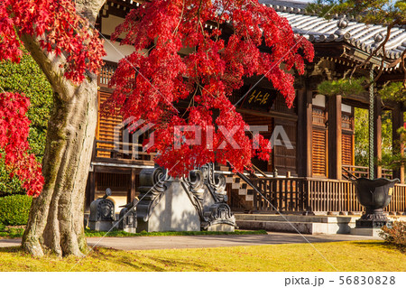 埼玉飯能の秋 紅葉の能仁寺 本堂 埼玉飯能の秋 紅葉の能仁寺 本堂 56830828
