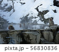 地獄谷野猿公苑 56830836
