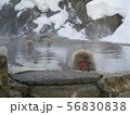 地獄谷野猿公苑 56830838