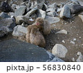地獄谷野猿公苑 56830840