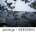 地獄谷野猿公苑 56830841