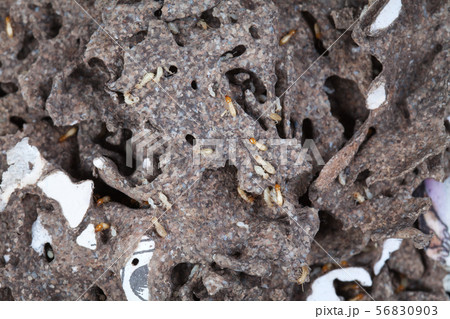 Termites feed on a pile of books in the house Termites feed on a pile of books in the house 56830903