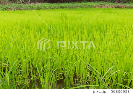 Green rice field for food and agriculture design. 56830933