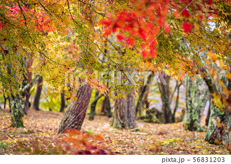 Beautiful maple leaf tree in autumn season 56831203