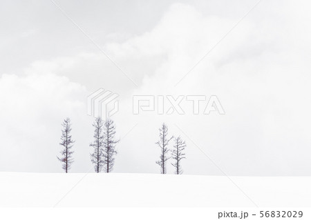 Beautiful landscape of lonely tree branch 56832029