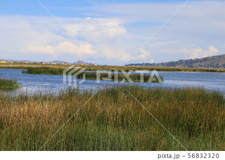 チチカカ湖　トトラ 56832320