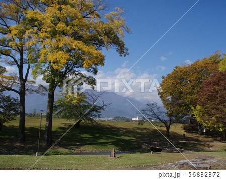 紅葉　けやき 56832372