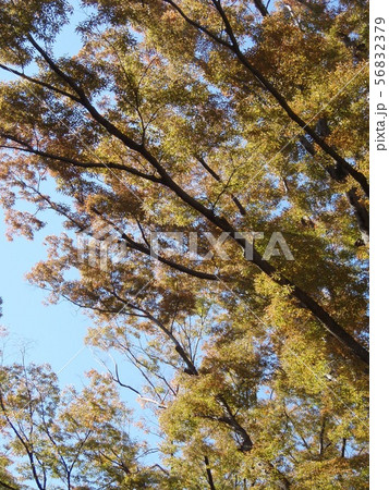 紅葉　けやき 56832379