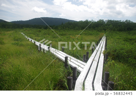 栗原市世界谷地原生花園 栗原市世界谷地原生花園 56832445