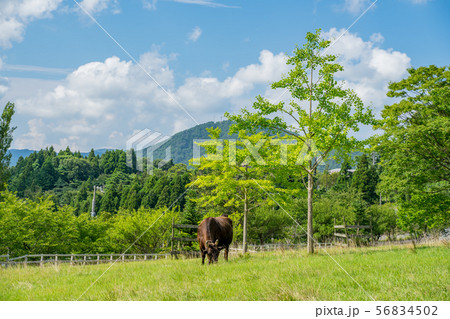 但馬牧場公園 56834502