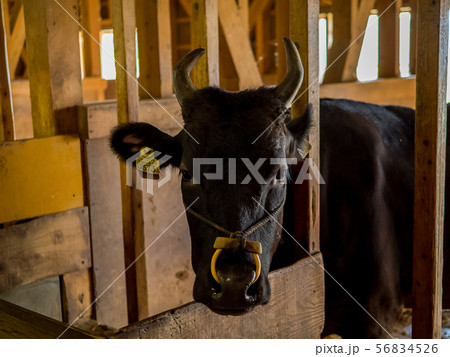 但馬牧場公園 但馬牧場公園 56834526