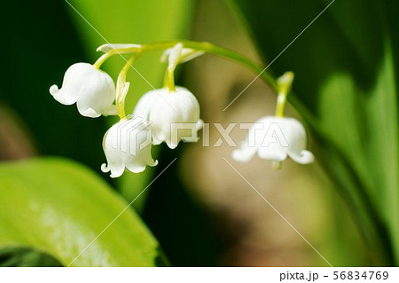 すずらん 平取町すずらん群生地 56834769