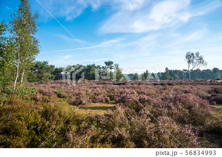 The calm heathland 56834993
