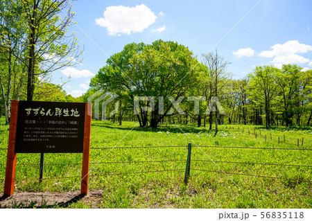 すずらん 平取町すずらん群生地 56835118