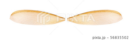 Mayfly shadfly isolated on white background / Wing Mayfly shadfly isolated on white background / Wing 56835502