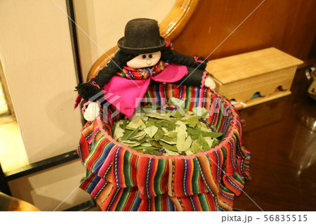 コカの葉 56835515