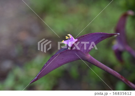 野の花　ムラサキゴテン 56835612