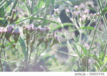 朝日のヤナギハナガサ 朝日のヤナギハナガサ 56835740