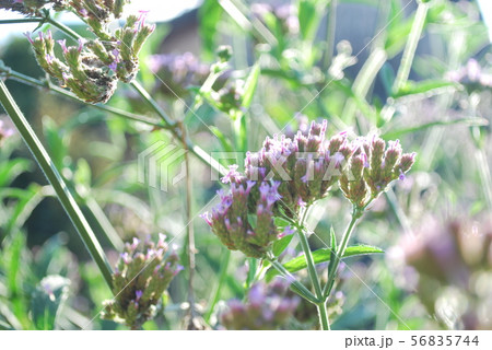 朝日のヤナギハナガサ 56835744