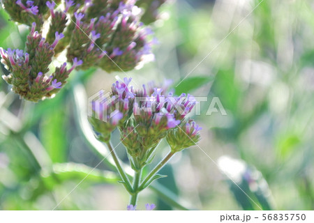 朝日のヤナギハナガサ 朝日のヤナギハナガサ 56835750