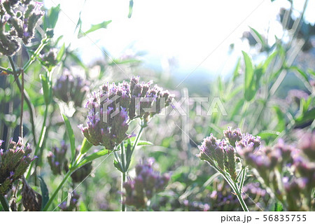 朝日のヤナギハナガサ 朝日のヤナギハナガサ 56835755