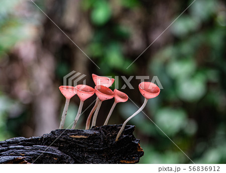 Champagne mushroom in rain forest. 56836912
