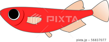 赤メダカ オス 赤メダカ オス 56837077