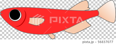 紅色Medaka男性 56837077