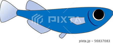 青メダカ メス 青メダカ メス 56837083