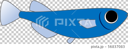 青メダカ メス 青メダカ メス 56837083