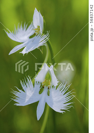 サギソウ 鷺草  サギソウ 鷺草  56837142