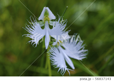 サギソウ 鷺草 サギソウ 鷺草 56837143