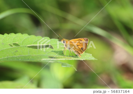 キマダラセセリ キマダラセセリ 56837164
