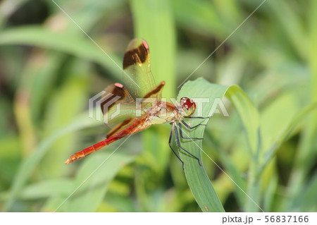 ミヤマアカネ 56837166
