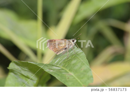 オオチャバネセセリ 56837173