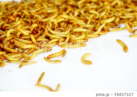 worm animal wiggle on the floor. wildlife life 56837327